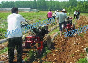 Potato harvester